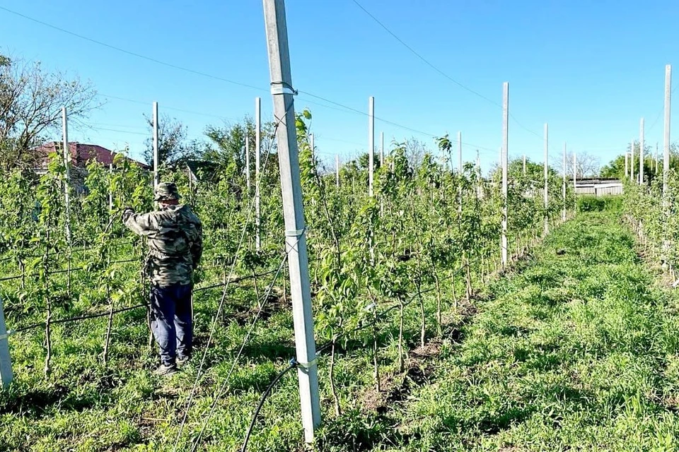 В ЛПХ на Ставрополье заложили три суперинтенсивных яблоневых сада. Фото: администрация Минераловодского округа