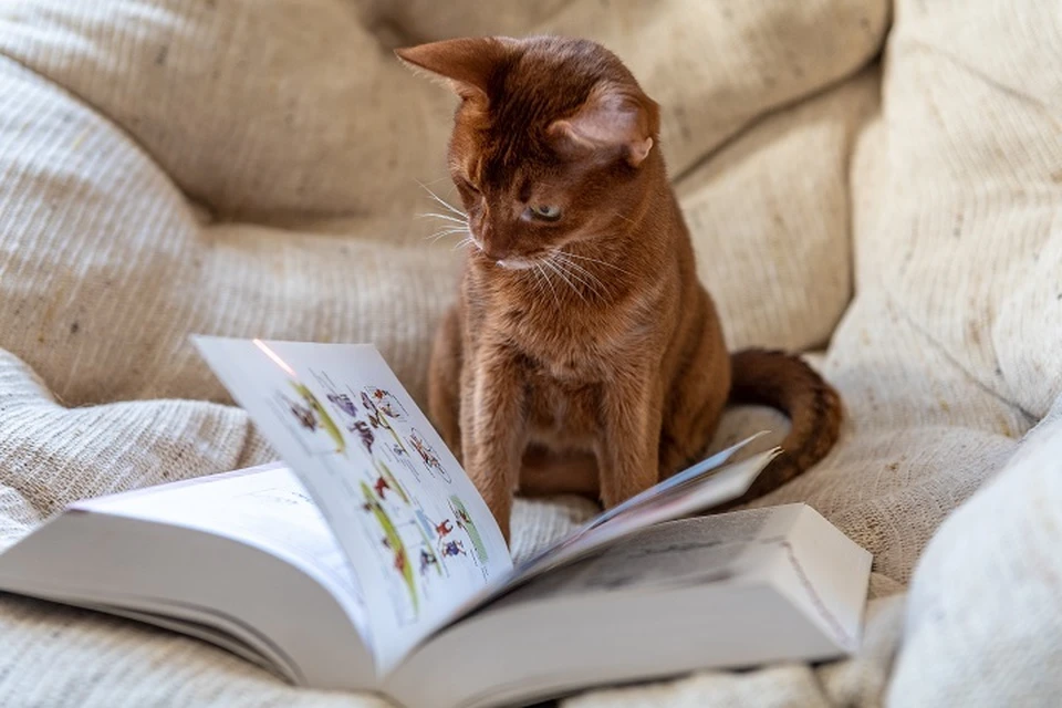 В Ярославле пройдет благотворительная книжная ярмарка, деньги с которой направят приюту для животных.