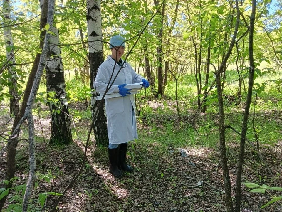 Ульяновские ветеринары провели вакцинацию диких животных от бешенства. ФОТО: группа в ВК Симбирского центра референтной ветеринарии