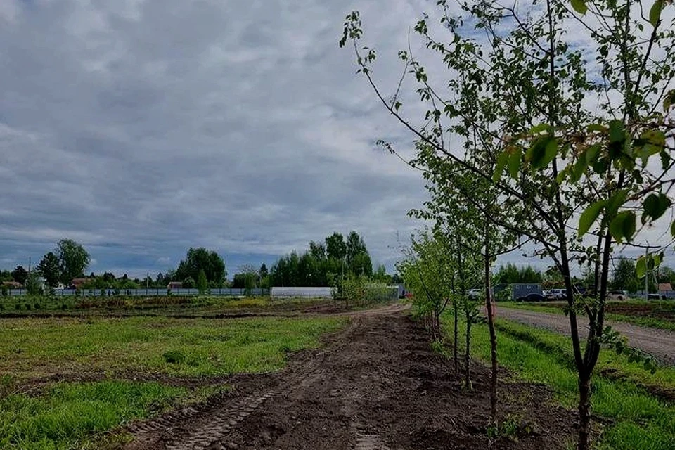 В новосибирском питомнике высадят 13 тысяч деревьев и кустарников в 2025 году. Фото: телеграм-канала «Зеленый Новосибирск»