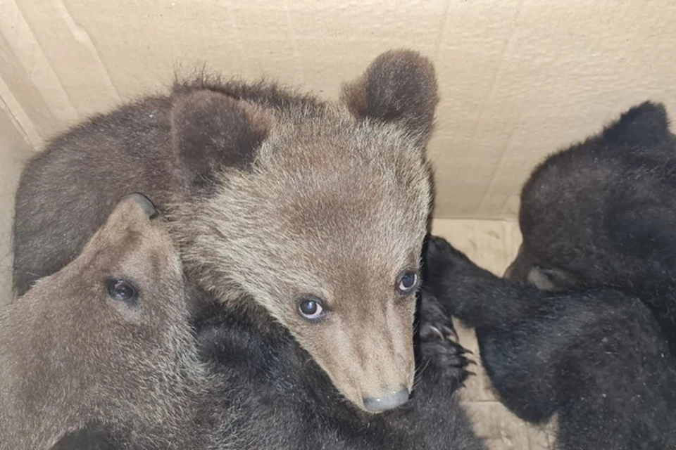 Спасенных в Якутии медвежат отправят на реабилитацию в Приморье. Фото: «Живые алмазы Якутии»
