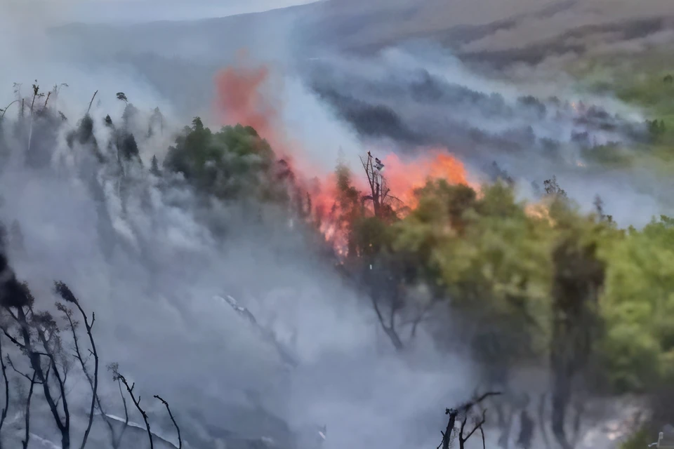 Деревья вспыхивают мгновенно.
