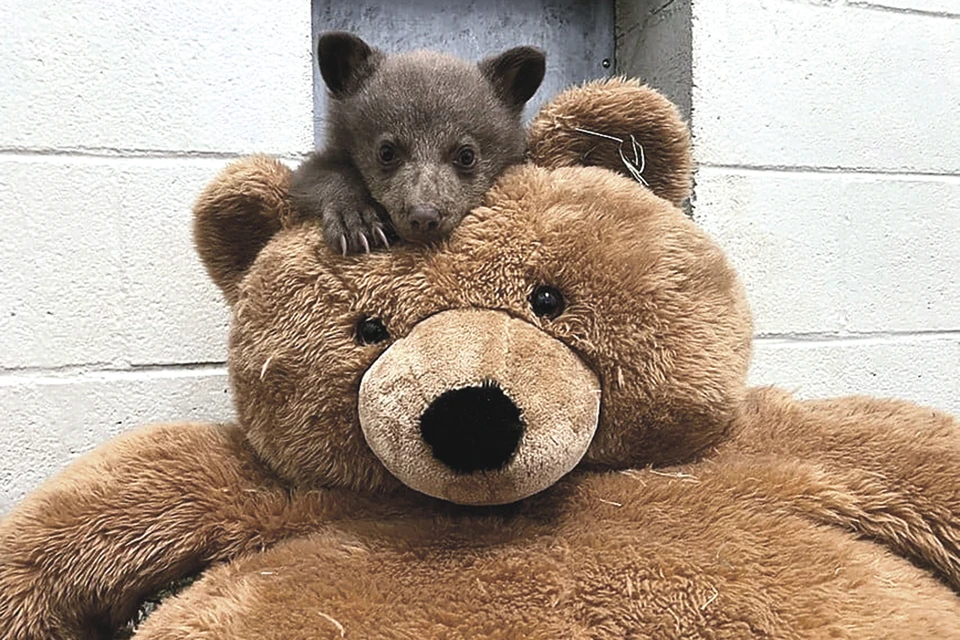 Сиротка с плюшевым медведем, которого считает своей мамой. Фото: © San Diego Humane Society
