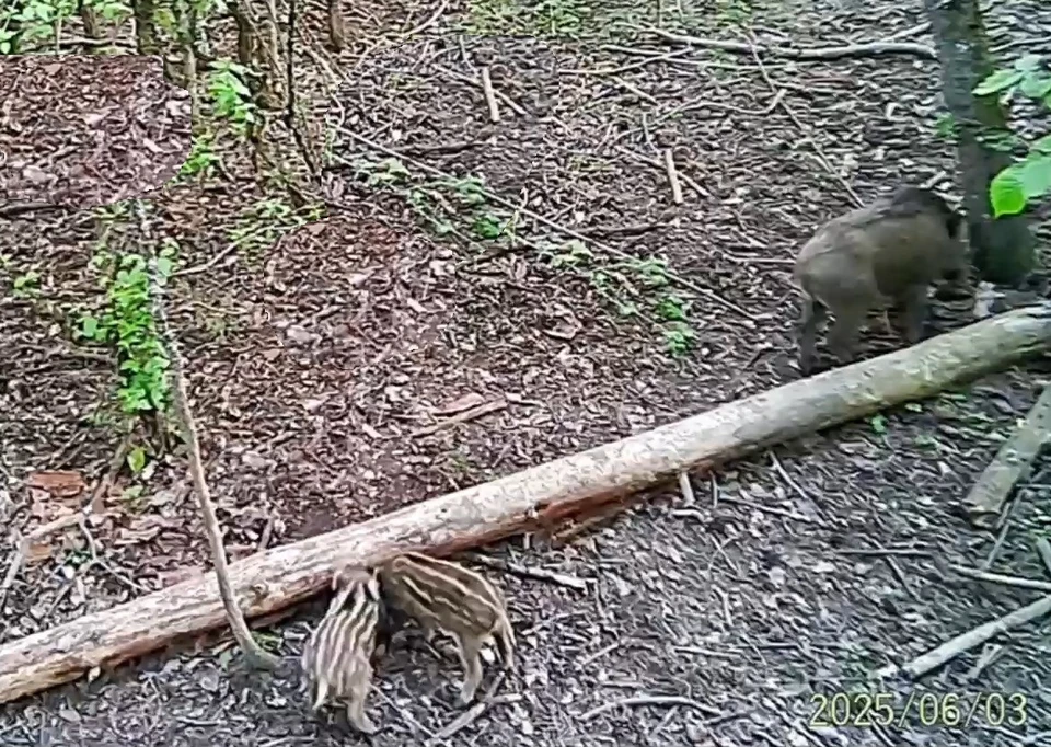 Рядом с «пятачками» всегда находится их мама. Фото: Севприроднадзор