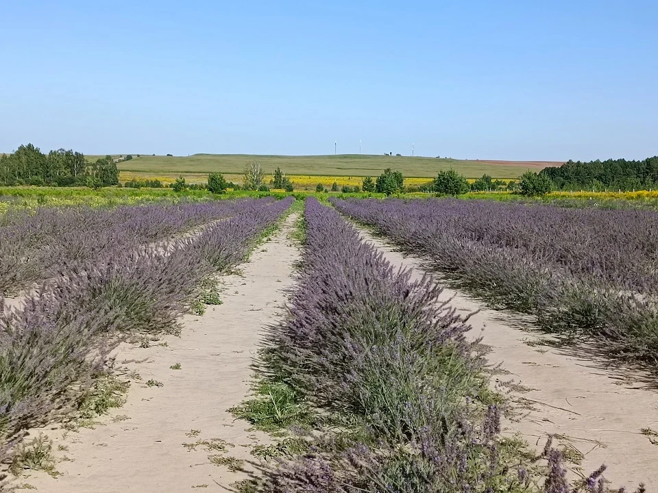 В Крыму зацвело одно из самых больших лавандовых поле в Европе