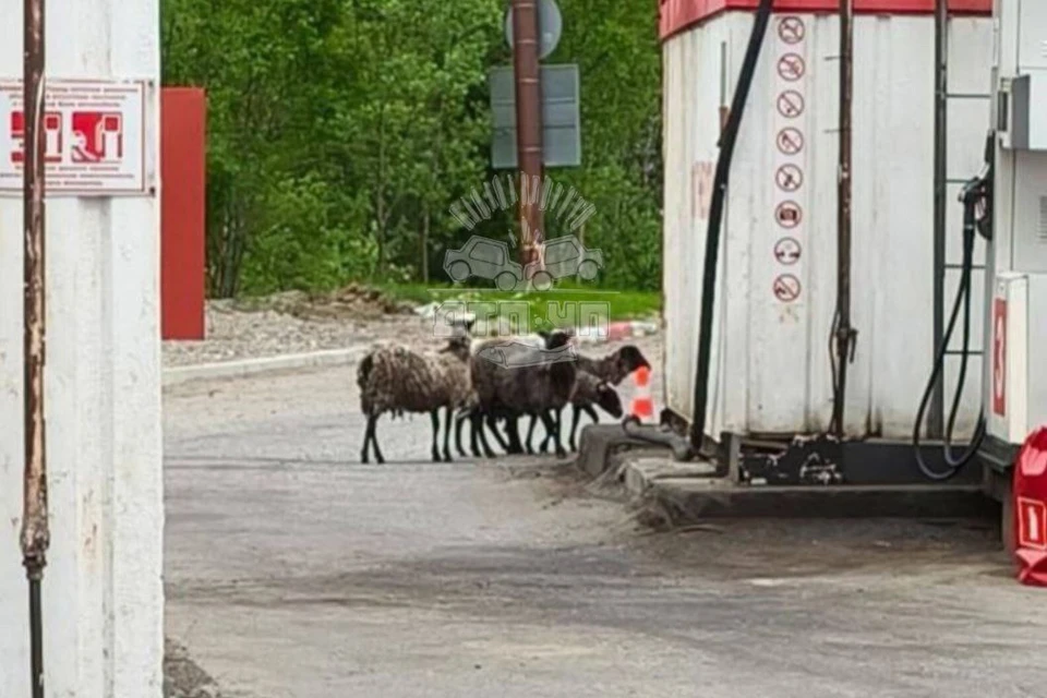 Откуда именно прибыло стадо и где его хозяин — пока не ясно. Фото: vk.com/murmansk_dtp