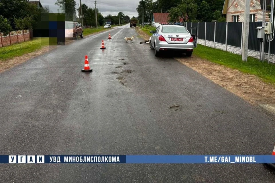 Корова, сбитая трактором, травмировала велосипедистку под Любанью. Фото: УГАИ УВД Миноблисполкома.