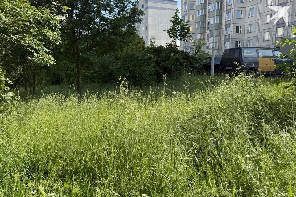 ЖКХ пояснило, куда белорусам выбрасывать скошенную траву и сорняки на участках. Снимок носит иллюстративный характер.