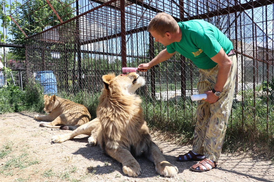Олег Зубков работает с хищниками уже много лет. Фото: пресс-служба "Тайгана"