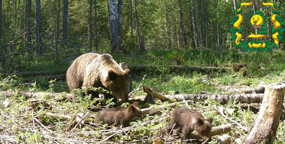 Медведицу с медвежатами запечатлела фотоловушка в Нижегородской области. Фото: Министерство лесного хозяйства Нижегородской области