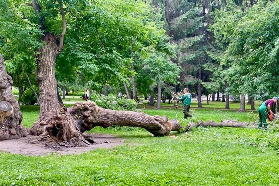 90-летний клен «Горыныч» рухнул в Первомайском сквере. Фото: ТГ-канал мэра Новосибирска Максима Кудрявцева