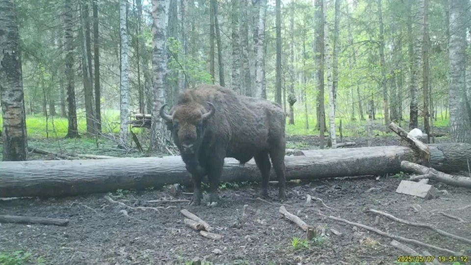 Фото: Смоленское Поозерье.