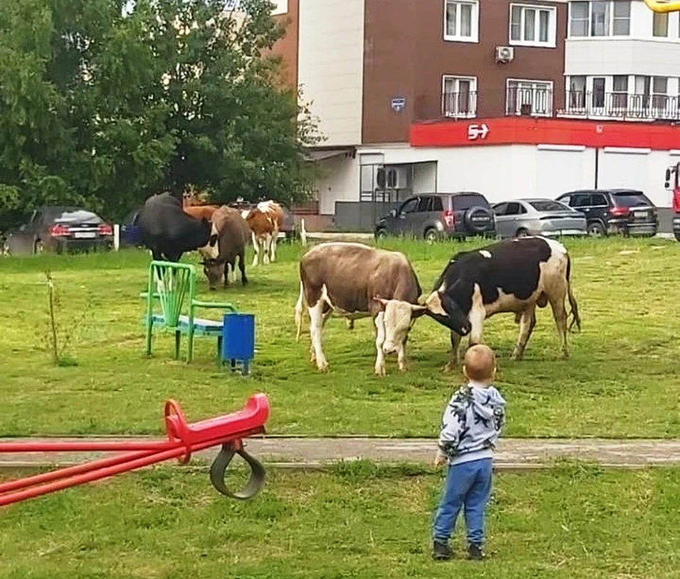 Калужские коровы оккупировали детскую площадку: жители в бешенстве.