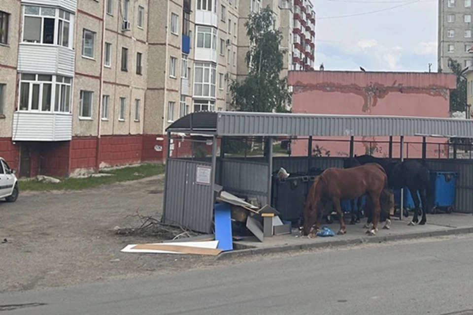 Лошади снова у мусорного контейнера. Фото: тг-канал Это Юганск, детка
