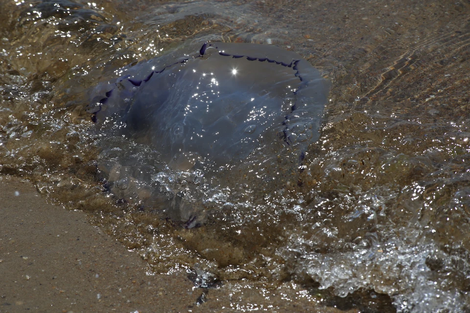 Из-за быстрого прогрева морской воды эти обитатели все чаще появляются у берега.