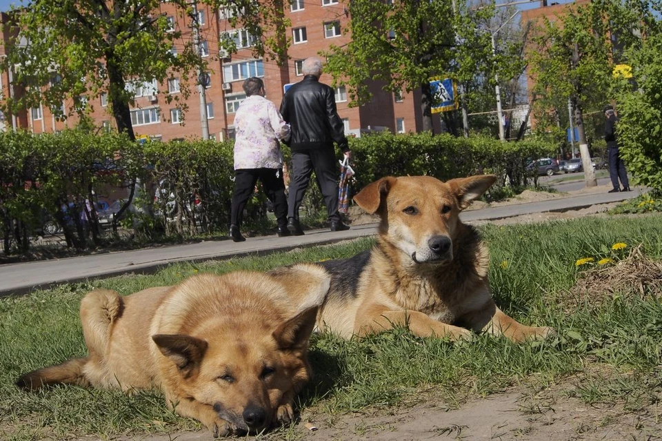 Администрация Богородицкого района выплатит компенсацию за укус ребенка безнадзорной собакой.