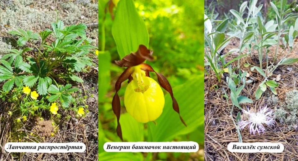 Это яркоцветущее растение относится к исчезающим видам и находится под особой охраной, будучи занесенным в Красную книгу России. Фото: Минэкологии