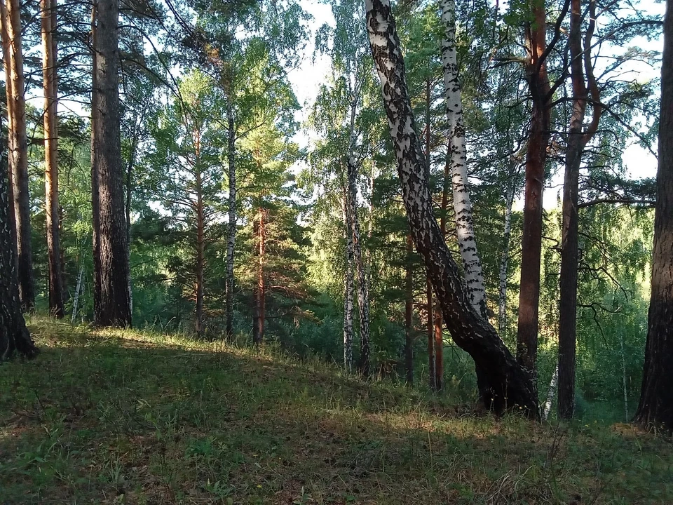 Погода на Ямале на 12 июля