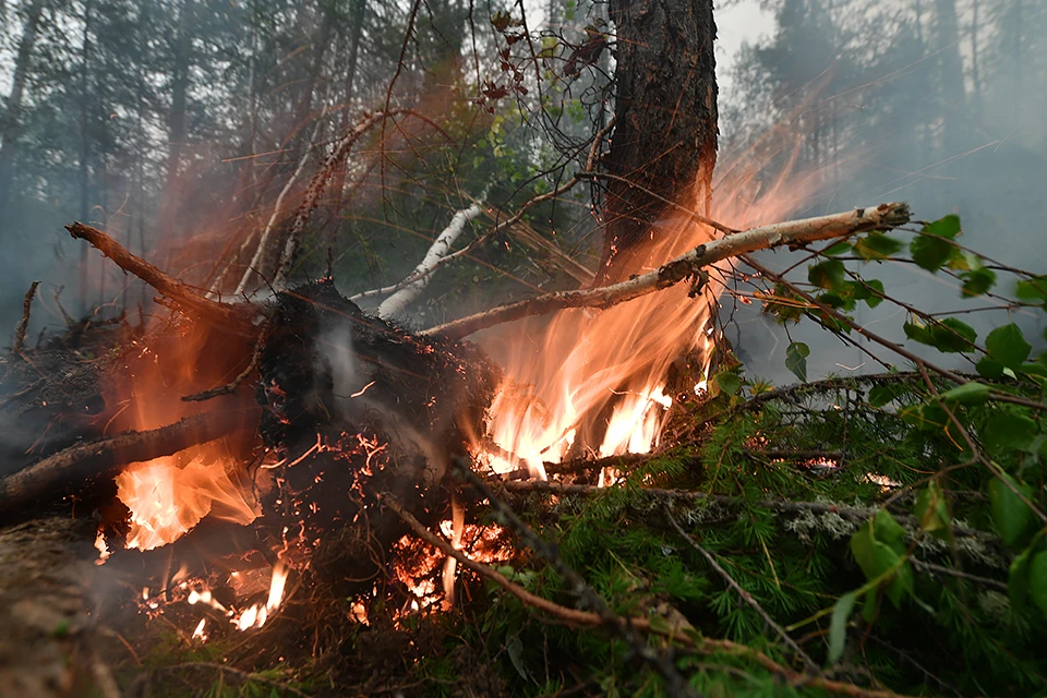 О пожаре нужно сообщить по номеру 101 или 112, предоставив как можно больше информации о местоположении возгорания, его масштабе и направлениях распространения.