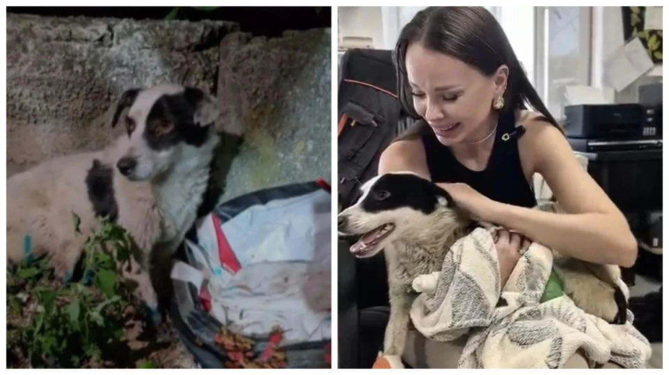 Инна Сырбу была допрошена прокуратурой в качестве свидетеля по уголовному делу о жестоком обращении с собакой. Фото: коллаж КП