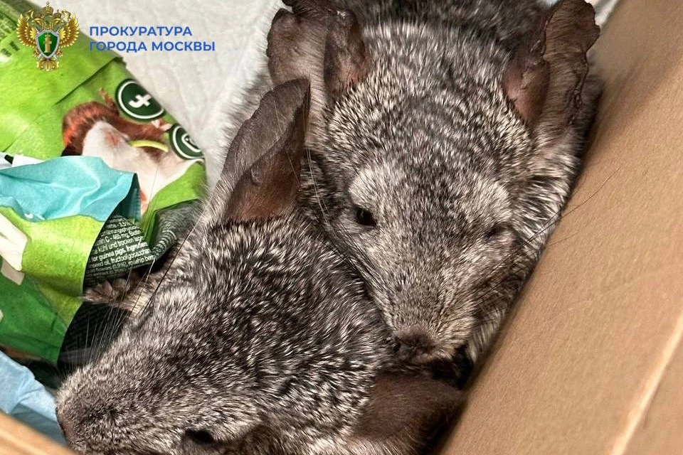 В Зеленограде пьяный мужчина выбросил из окна шиншилл, которые покусали его