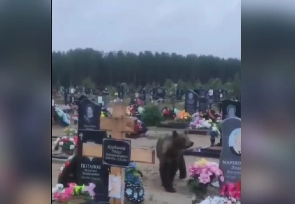 Медвежье семейство покинуло кладбище "Белый-Ю" под Печорой после выстрела сигнальной ракеты.