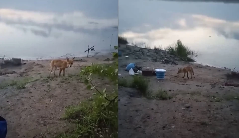 Фото: скриншот с видео телеграм-канала «Рыбалка в Омске»