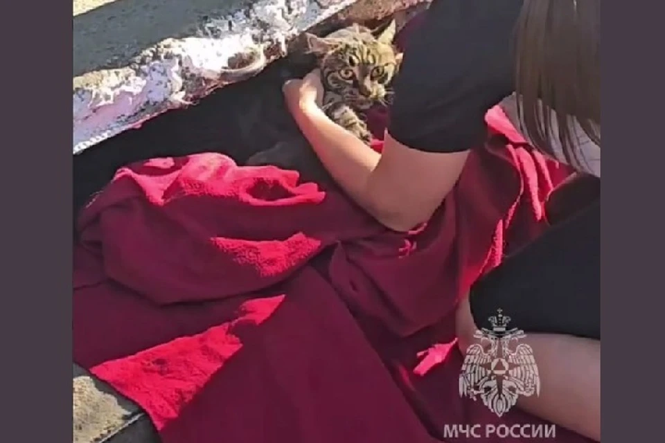 Кот сбежал с поводка и спрятался под бетонными плитами ФОТО: МЧС ЕАО