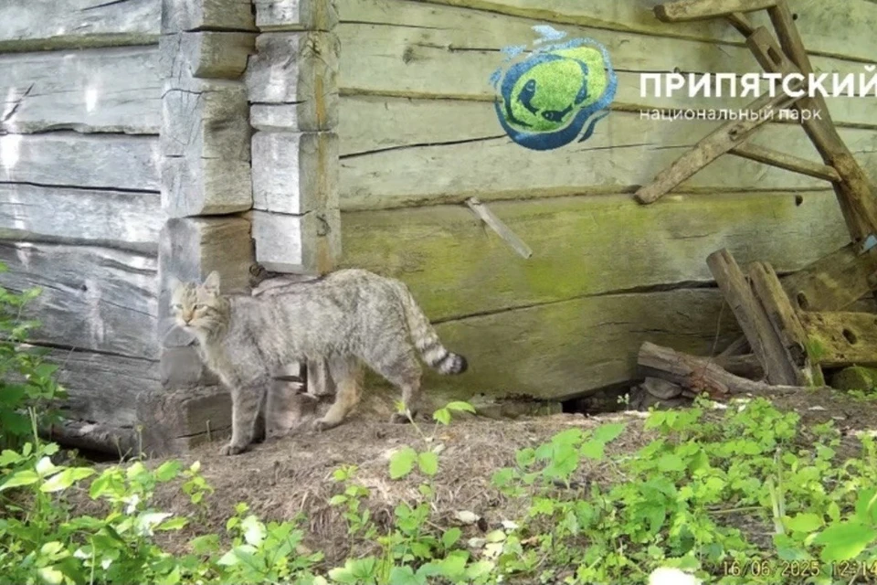 Уникального хищника заметили в Припятском парке. Фото: скриншот с видео Национального парка «Припятский»
