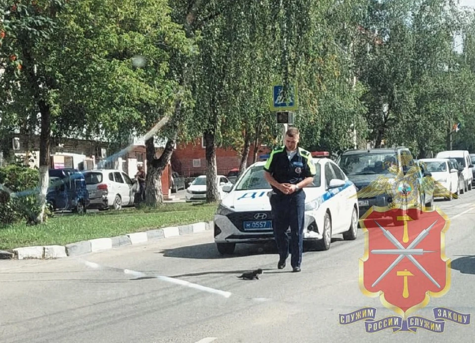 Спас котенка на дороге госавтоинспектор в Алексине Тульской области