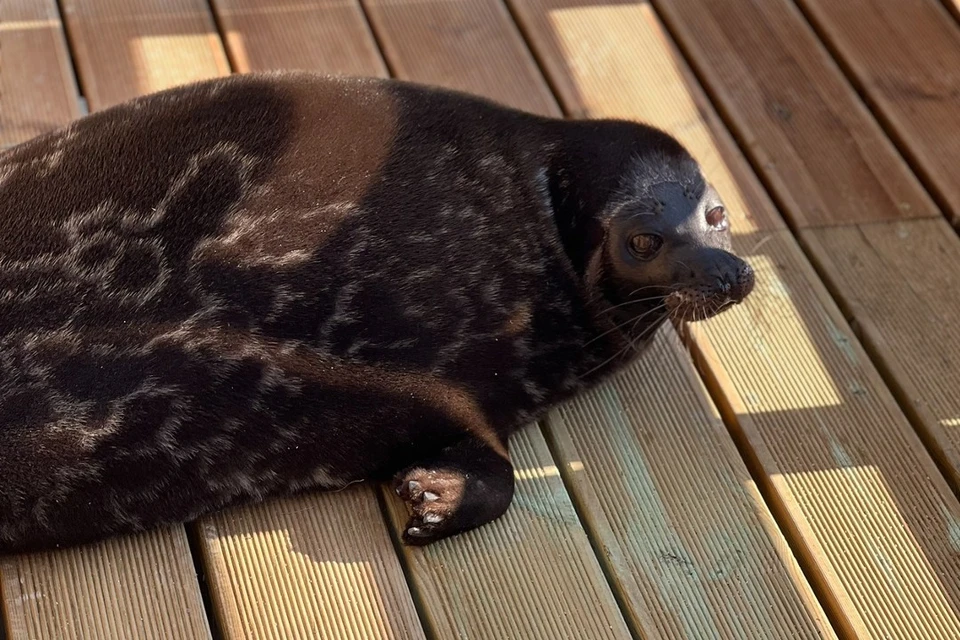 В Фонд друзей балтийской нерпы Крошик попал 9 лет назад. Фото: vk.com/sealrescue