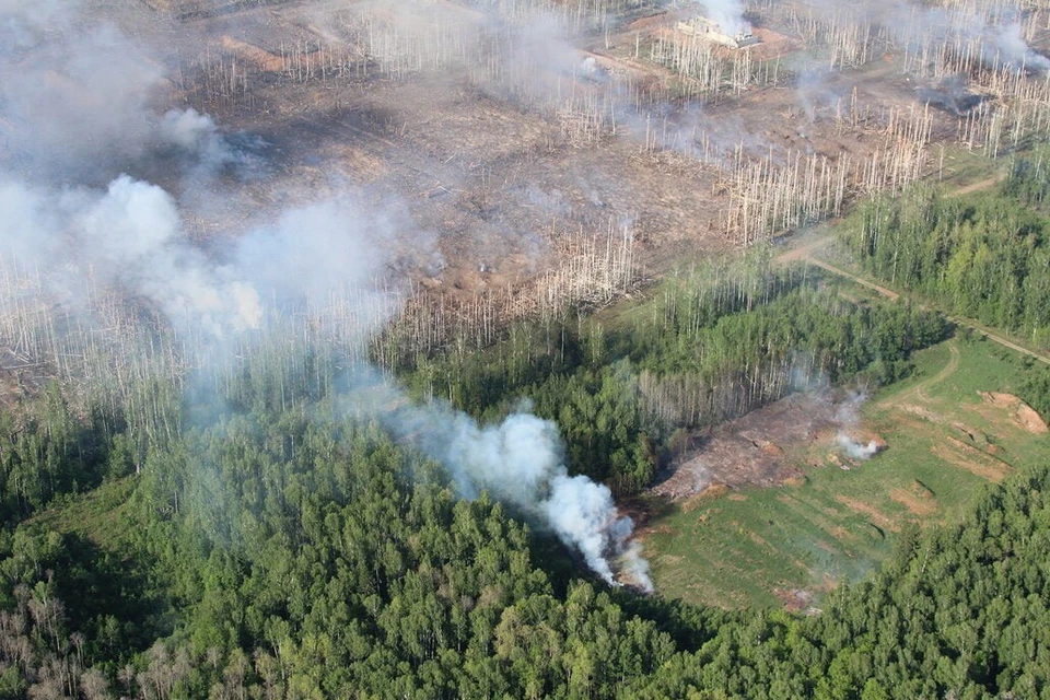 После лесного пожара лес будет восстанавливаться десятилетиями. Фото: архив КП