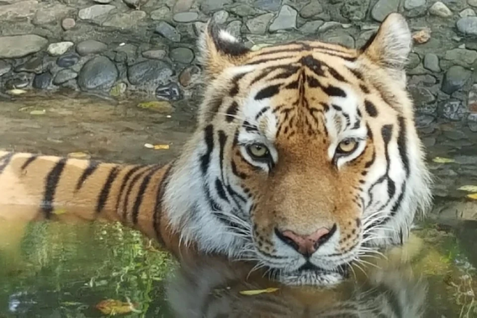 Сочетание имен Амур и Тимур в Приморье давно стало почти нарицательным