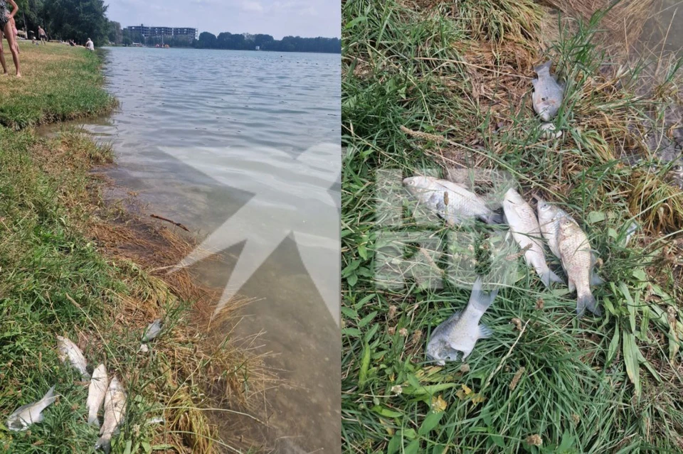 Отдыхающие боятся, что вода в озере может быть опасна. Фото: предоставлено очевидцем