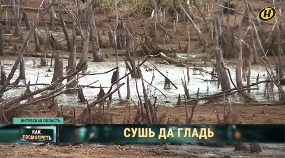 Специалист сказала, что озеро под Лепелем мог осушить не бобер. Фото: скриншот с видео ОНТ