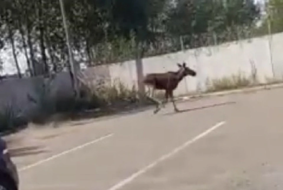 Лось бегал по парковке. Фото: скриншот видео