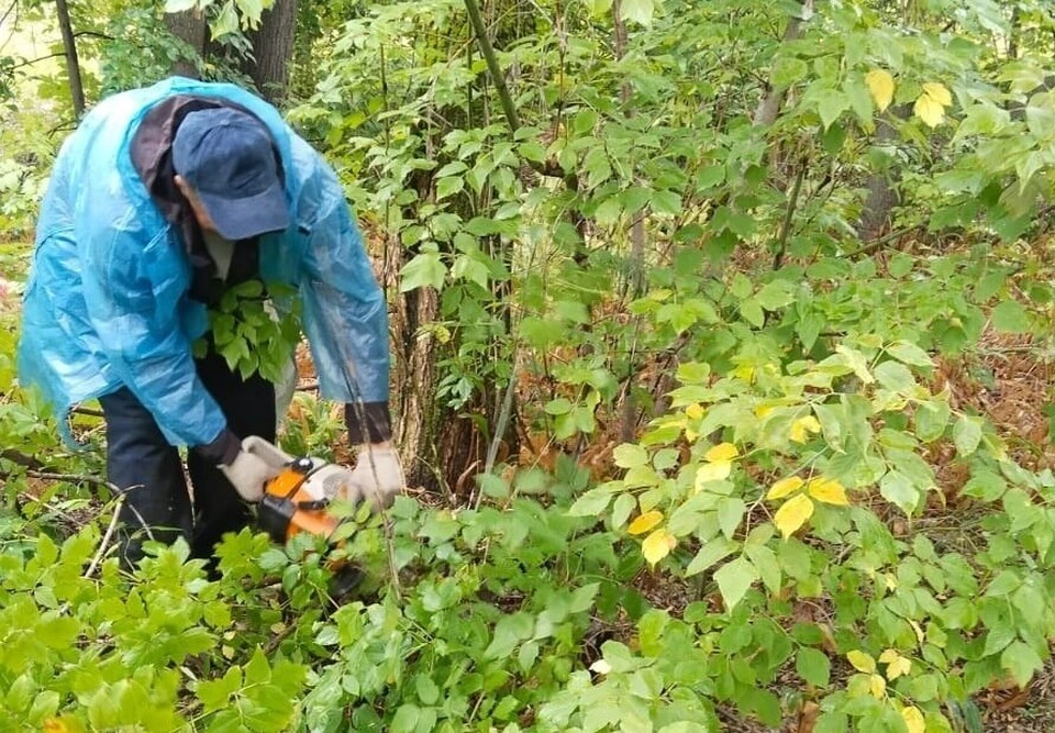 На Сахарова в Ульяновске убрали 900 квадратных метров поросли. ФОТО: Центр благоустройства и озеленения Ульяновска