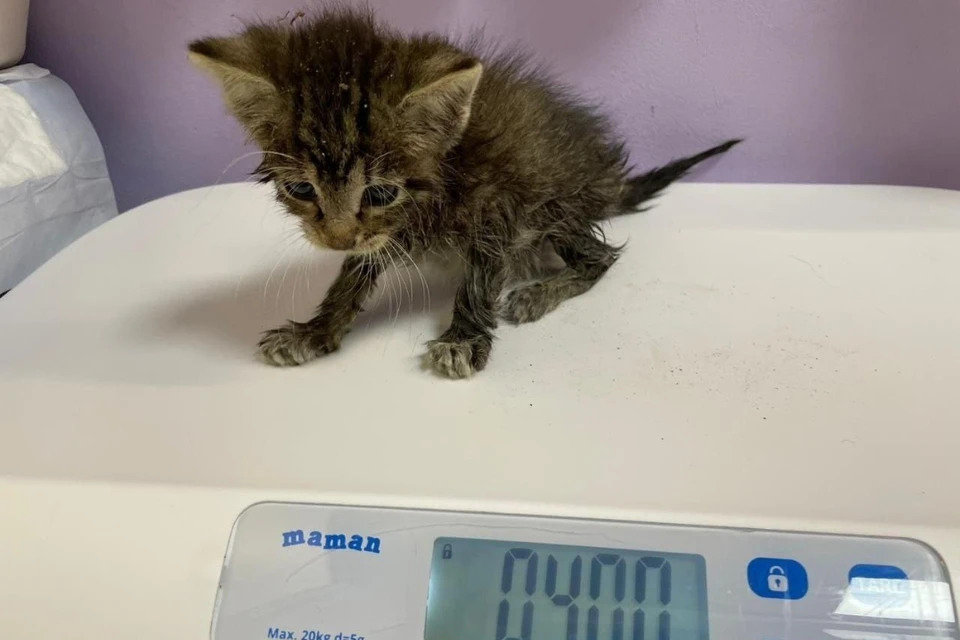Котенку ищут новый дом и любящих хозяев. Фото: «Кошкиспас»