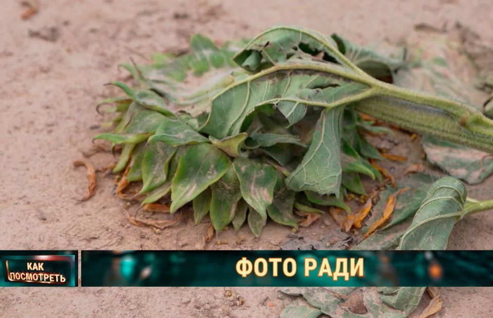 Под Могилевом патруль милиции дежурит у поля подсолнухов, которое стало популярным местом для фото. Фото: кадр видео ОНТ