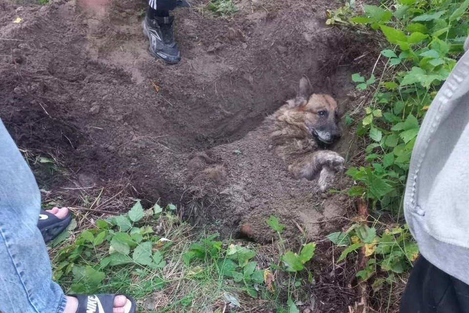 Собаку с перебитыми костями закопали заживо под Новосибирском. Фото: предоставлено КП-Новосибирск