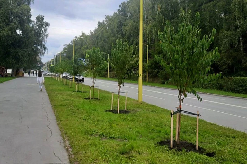 В Новосибирске высадили крупные черемухи Маака. Фото: мэрия Новосибирска