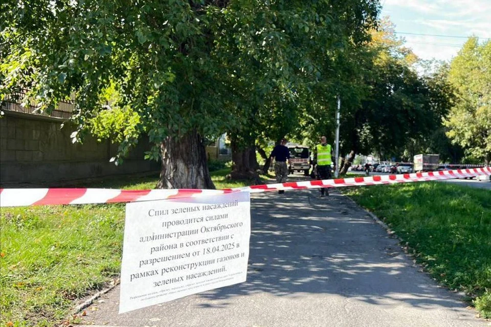На улице Бориса Богаткова уберут старые деревья и высадят липы. Фото: мэрия Новосибирска