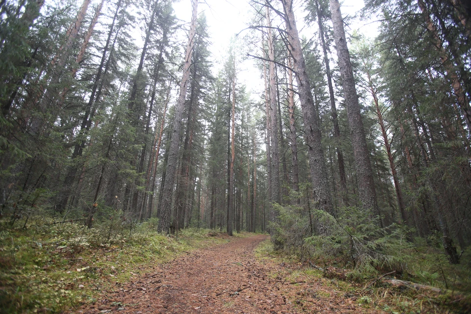 В Новосибирске мужчина изнасиловал 21-летнюю девушку.