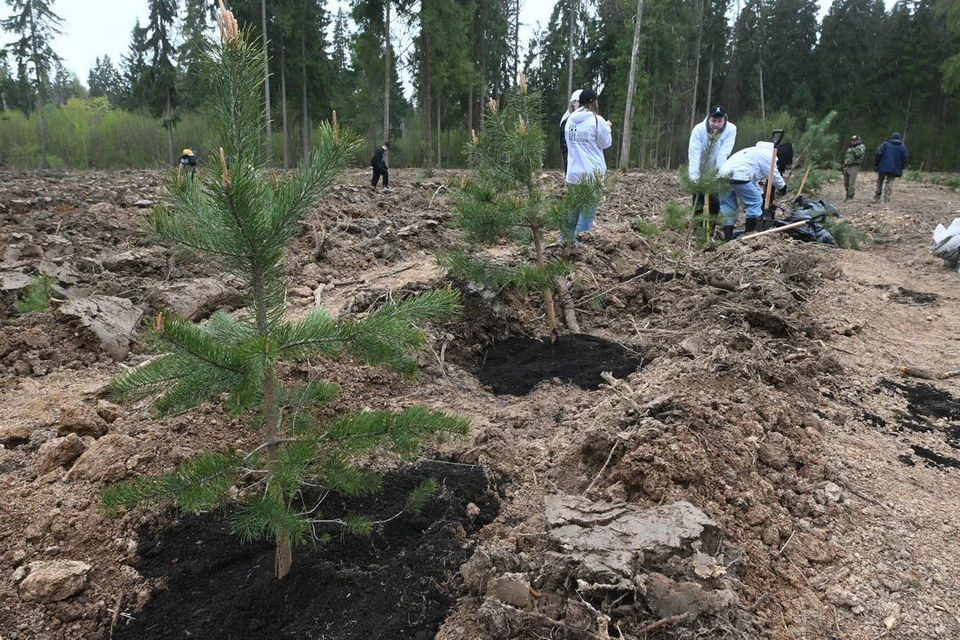 Более 35 млн сеянцев выращено в Новосибирской области за шесть лет лесовосстановления.