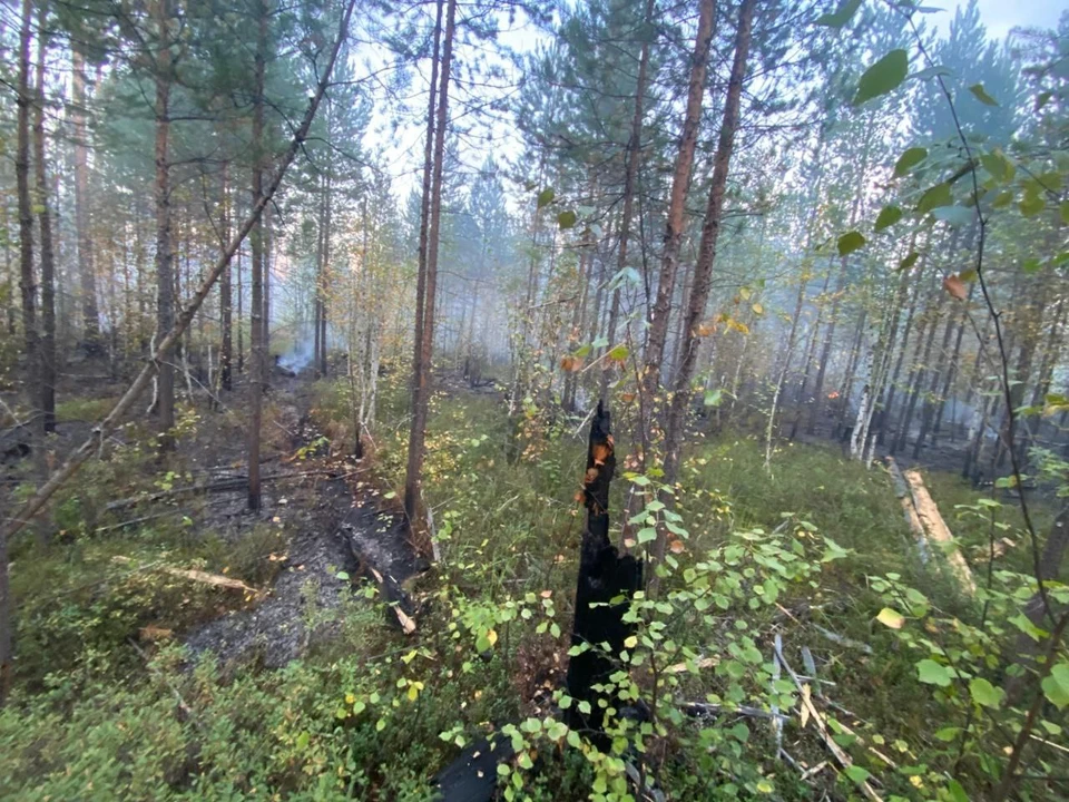 Фото: лесопожарный центр Красноярского края