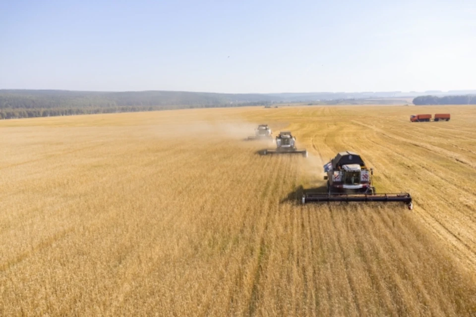 Зерновые и бобовые экспортируют в Китай и Индию.