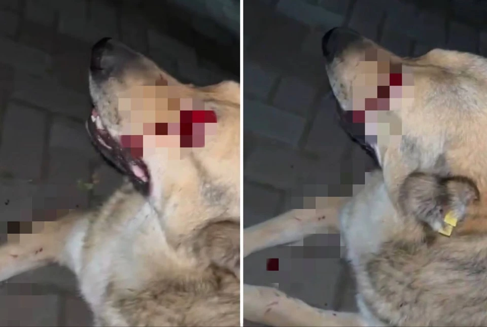 Фото: социальные сети