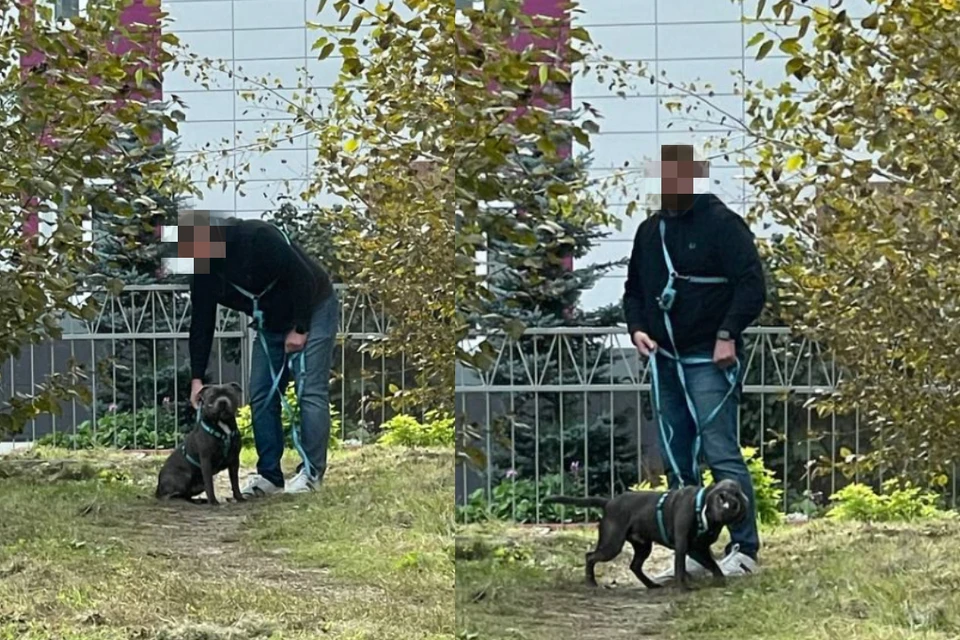 Очевидцы пожаловались на мужчину, который спустил бойцовского пса и наблюдал. Фото: ПРедоставлено очевидцами
