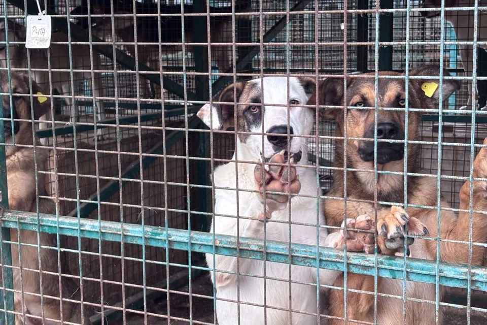 Госслужащие из Владикавказа подарили семью отловленным собакам. Фото: пресс-служба правительства Северной Осетии