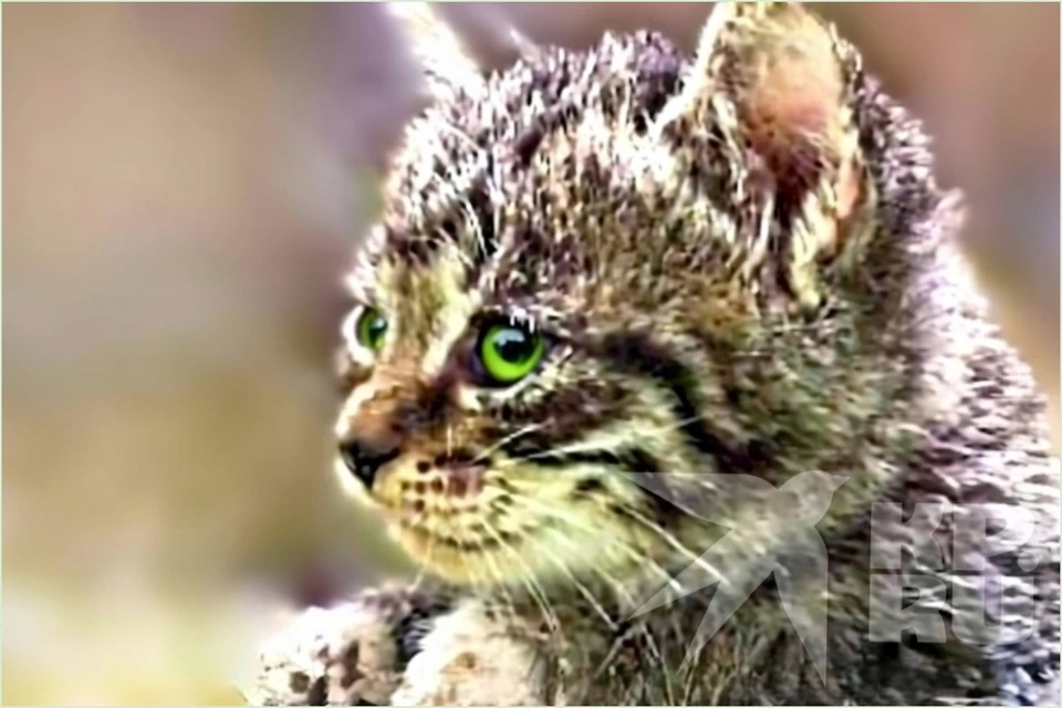 Малышка Гуся была спасена с улицы в Красноярске. Фото: приют "Золотое сердце".